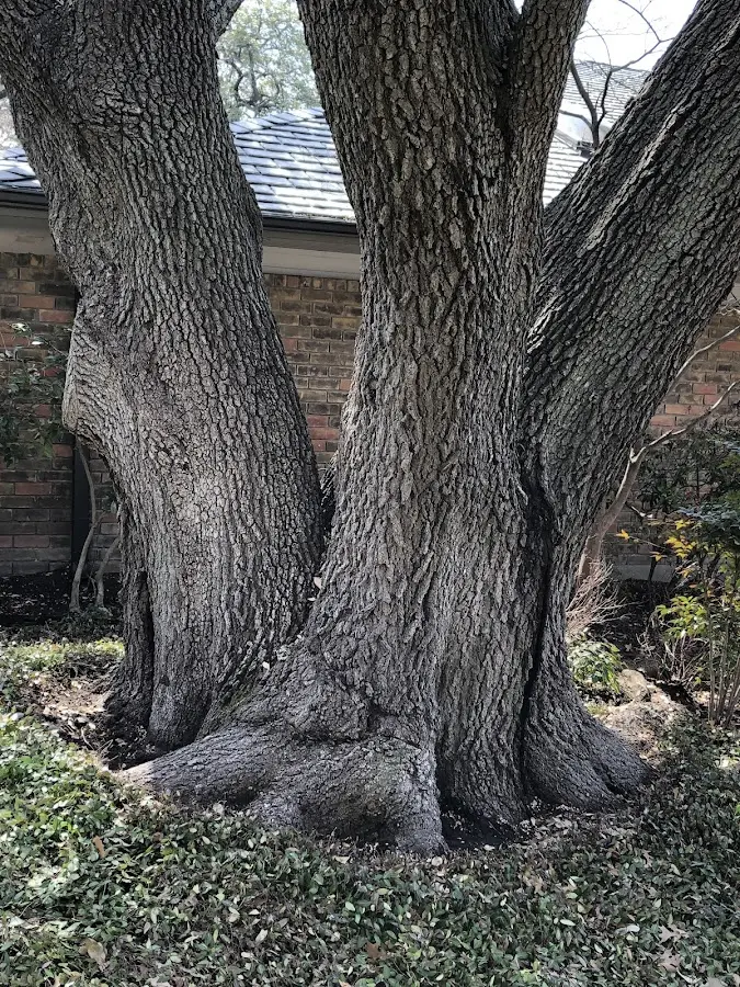 Mature heritage tree close to a Union City property cared for by certified arborists